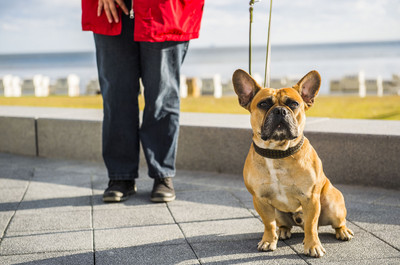 Kleiner hellbrauner doggenartiger Hund mit großen Ohren neben einer Person mit roter Jacke