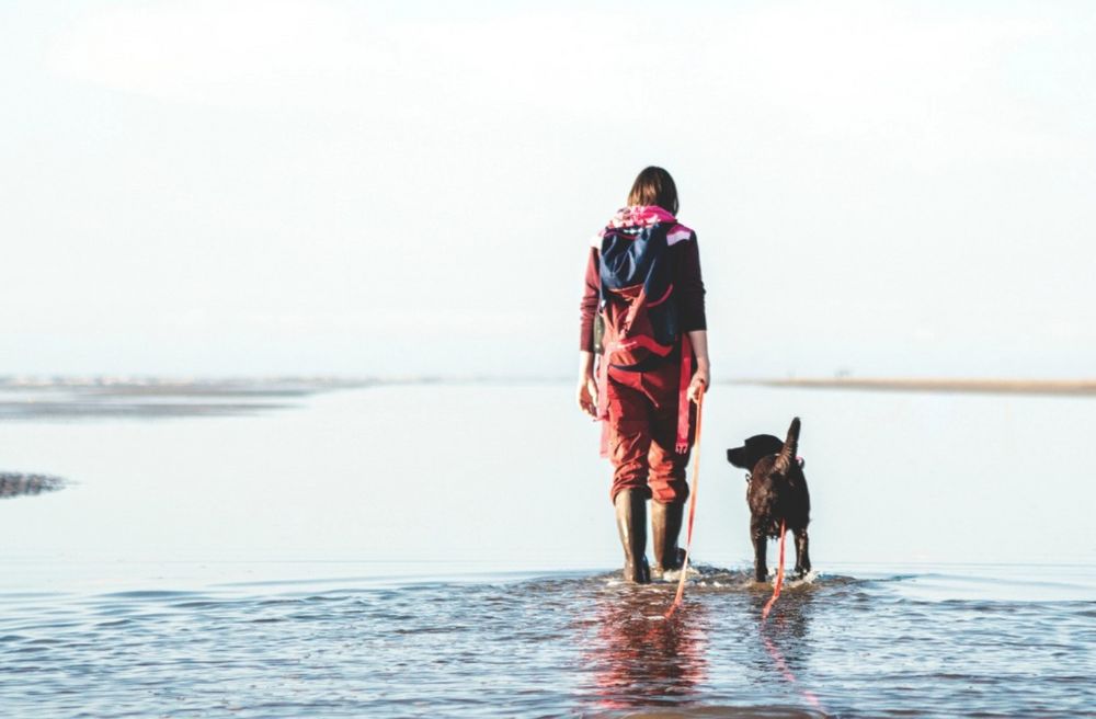 Eine Person mit hohen Gummistiefeln geht mit ihrem Hund durchs Watt