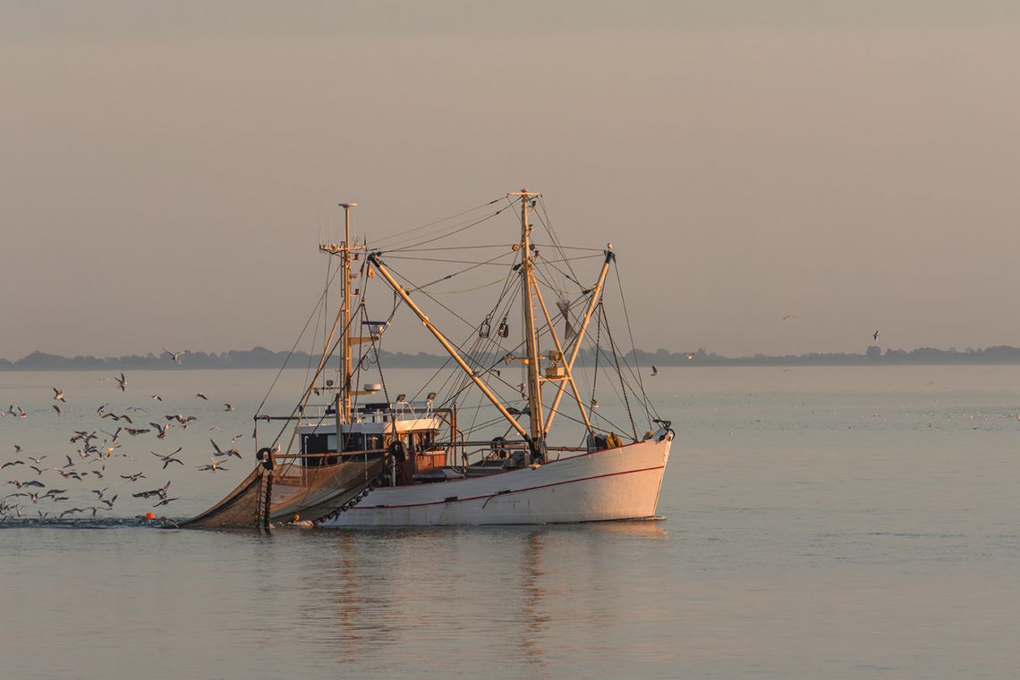 Ein kleiner weißer Fischkutter auf dem Wasser mit einem Schwarm Möwen dahinter